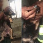 Jovem é preso após obrigar cão a cheirar cocaína