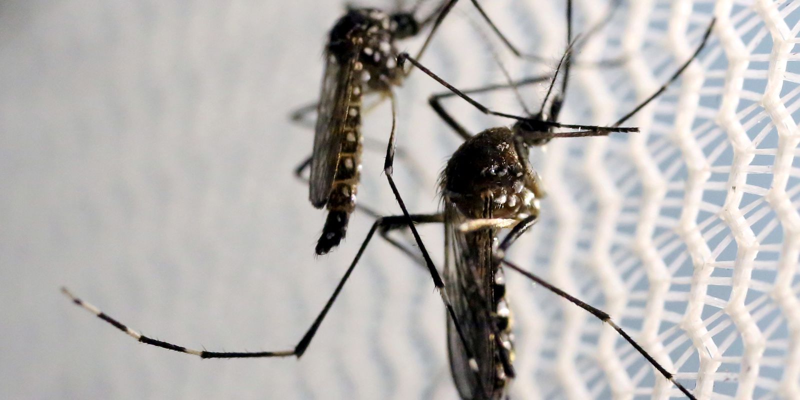 Casos de chikungunya crescem mais de 50 vezes no estado de SP em 2021