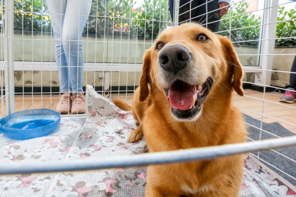 Prefeitura de Itapevi realiza Feira de Adoção de Pets