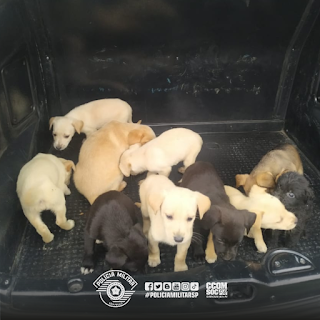PM resgata 12 filhotes de cachorros em situação de abandono em Cotia