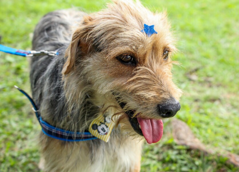 Carapicuíba realiza Feira de adoção de Cães e Gatos