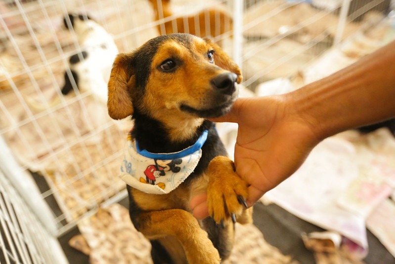 Feira de Adoção de Pets de Itapevi acontece no sábado (15) no Ita Shopping Centro