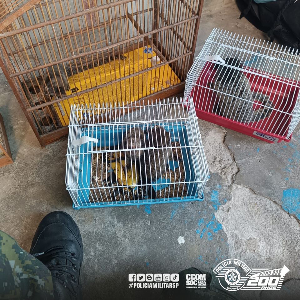 Polícia Militar Ambiental resgata animais silvestres maltratados em cativeiro ilegal em Carapicuíba