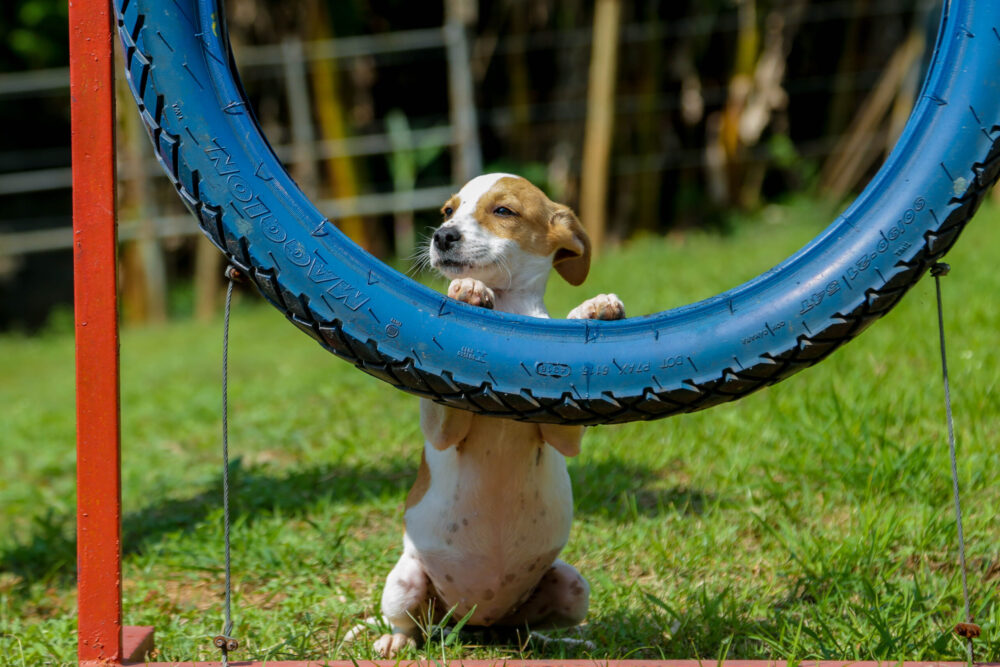 Feira de Adoção de Cães e Gato de Itapevi acontece neste sábado (15) no Ita Shopping Centro