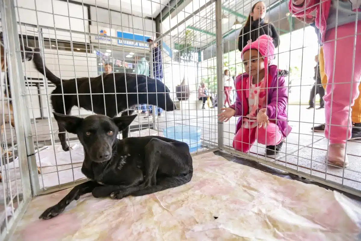 Itapevi Promove Feira de Adoção de Animais para Incentivar a Posse Responsável de Pets