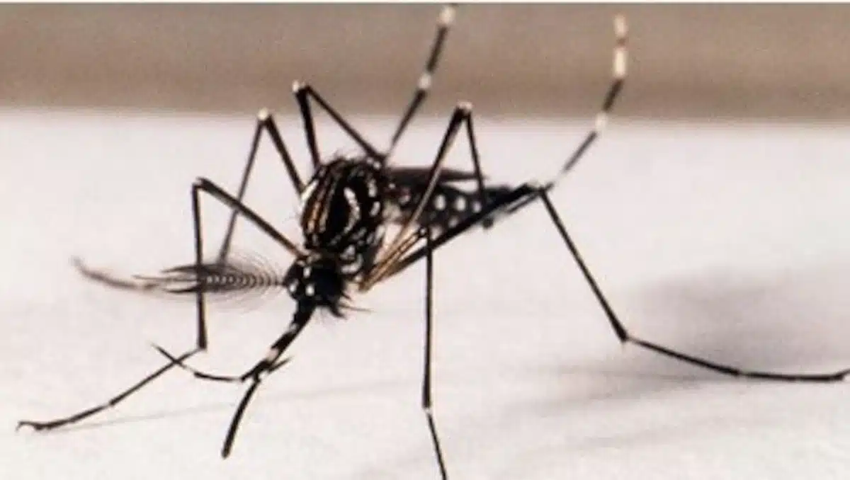 Programa de combate ao Aedes aegypti inclui mutirões de limpeza e mobilização social para evitar surto neste verão.